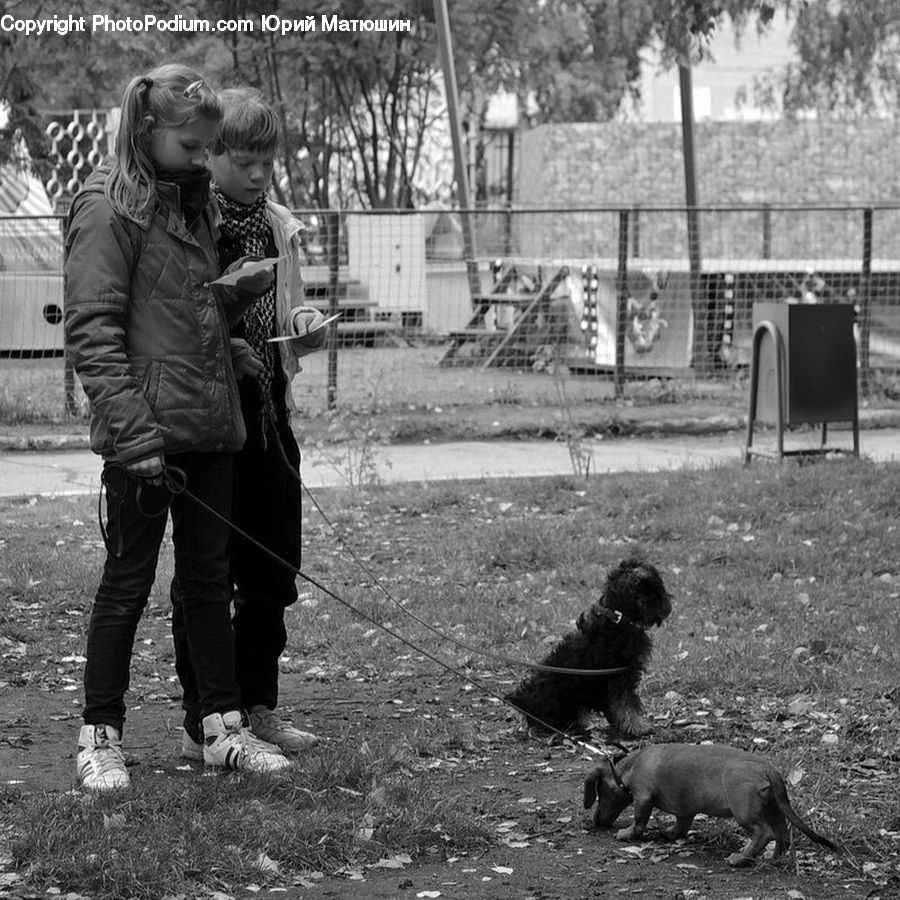 Human, People, Person, Animal, Canine, Cocker Spaniel, Dog