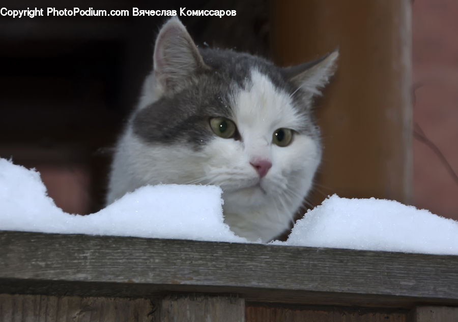 Animal, Cat, Mammal, Manx, Pet, Kitten