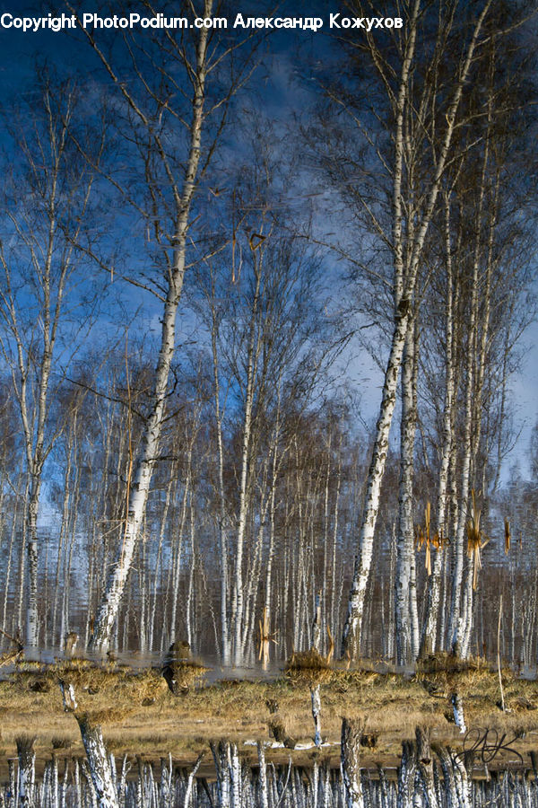 Birch, Tree, Wood