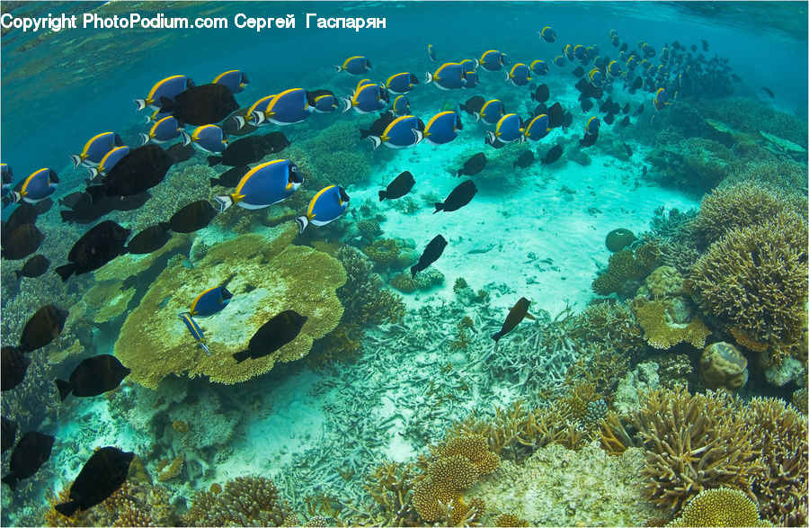 Fish, Sea Life, Surgeonfish, Coral Reef, Outdoors, Reef, Sea