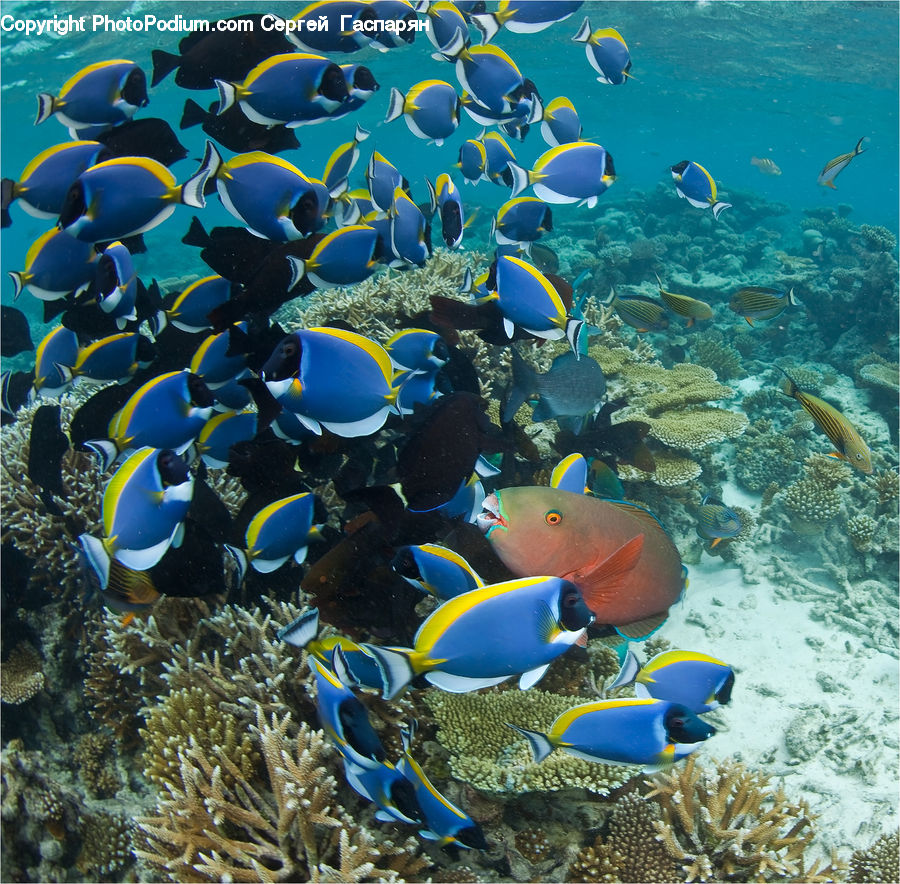 Coral Reef, Outdoors, Reef, Sea, Sea Life, Water, Fish