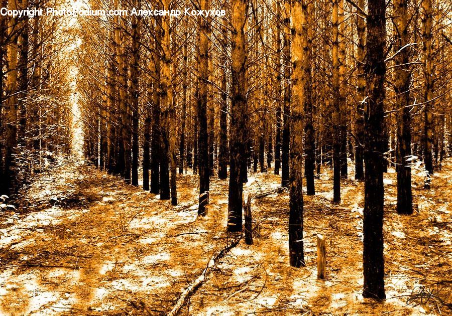 Birch, Tree, Wood, Forest, Vegetation, Grove, Land