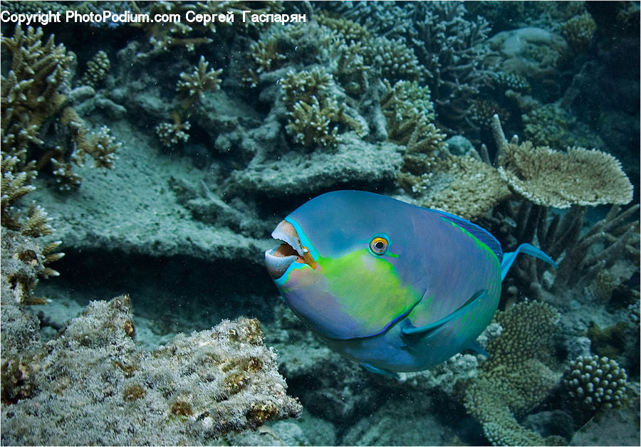 Coral Reef, Outdoors, Reef, Sea, Sea Life, Water, Fish