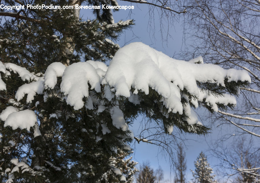 Conifer, Fir, Plant, Tree, Pine, Spruce, Wood