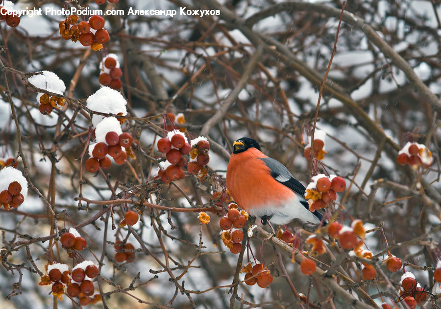 Bird, Robin, Blue Jay, Bluebird, Jay, Fruit, Persimmon