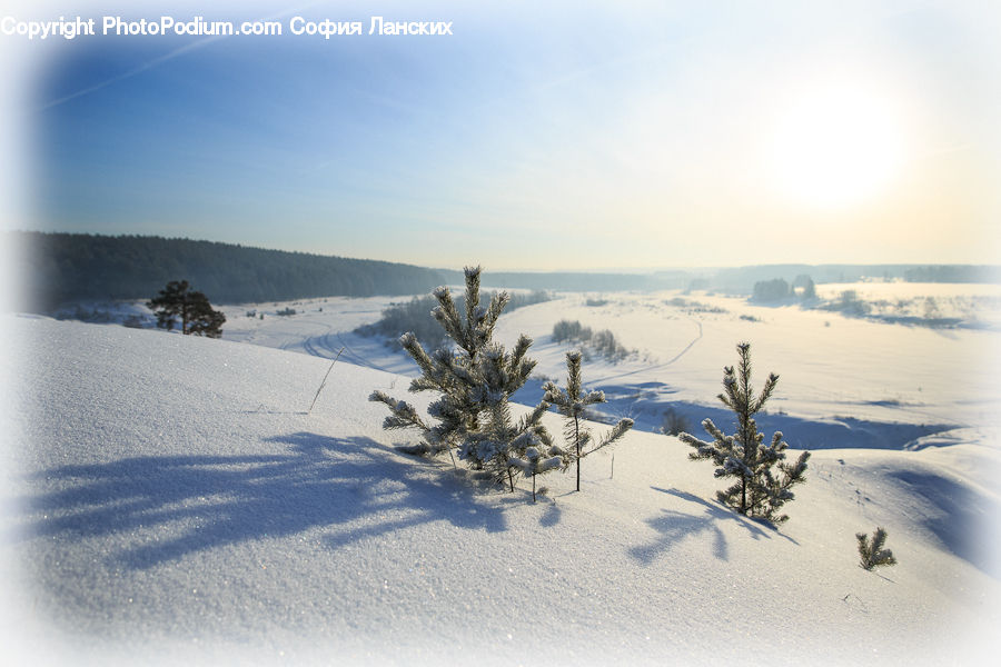 Ice, Outdoors, Snow, Conifer, Fir, Plant, Tree