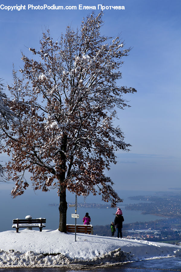 Blossom, Cherry Blossom, Flower, Landscape, Nature, Scenery, Exercise