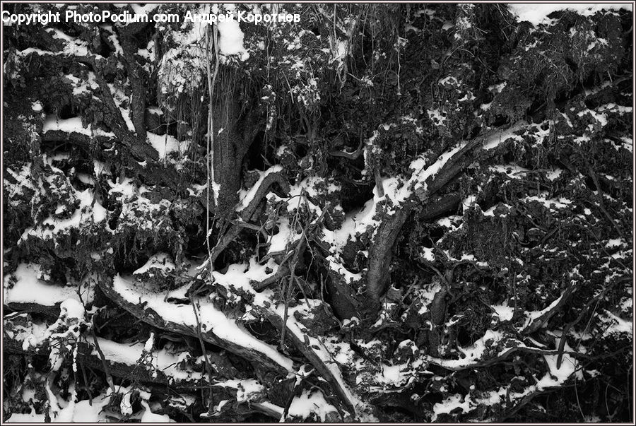 Ivy, Plant, Vine, Oak, Tree, Wood, Aerial View