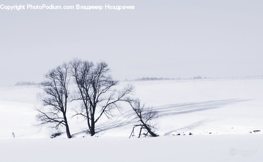 Ice, Outdoors, Snow, Blizzard, Weather, Winter, Plant
