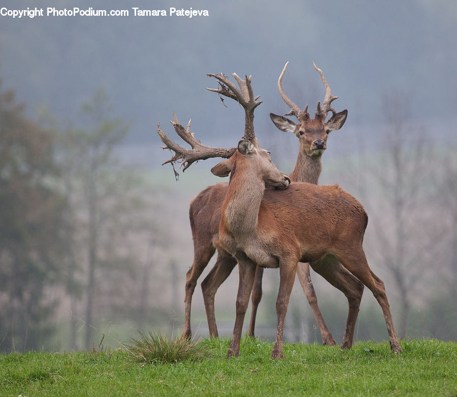 Animal, Deer, Elk, Mammal, Wildlife, Antler, Plant