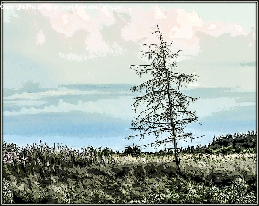 Conifer, Fir, Spruce, Wood, Plant, Tree, Pine