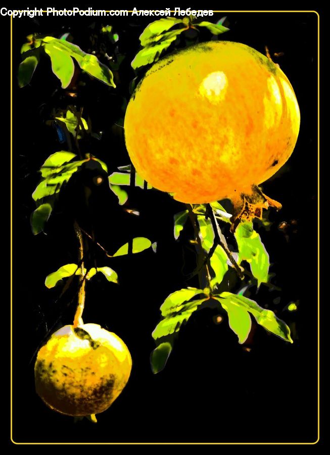 Citrus Fruit, Fruit, Grapefruit, Quince, Apple, Plant, Blossom
