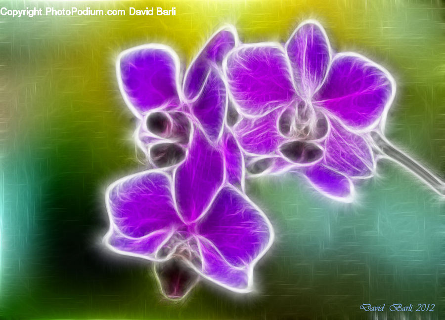 Blossom, Flora, Flower, Geranium, Plant, Lilac