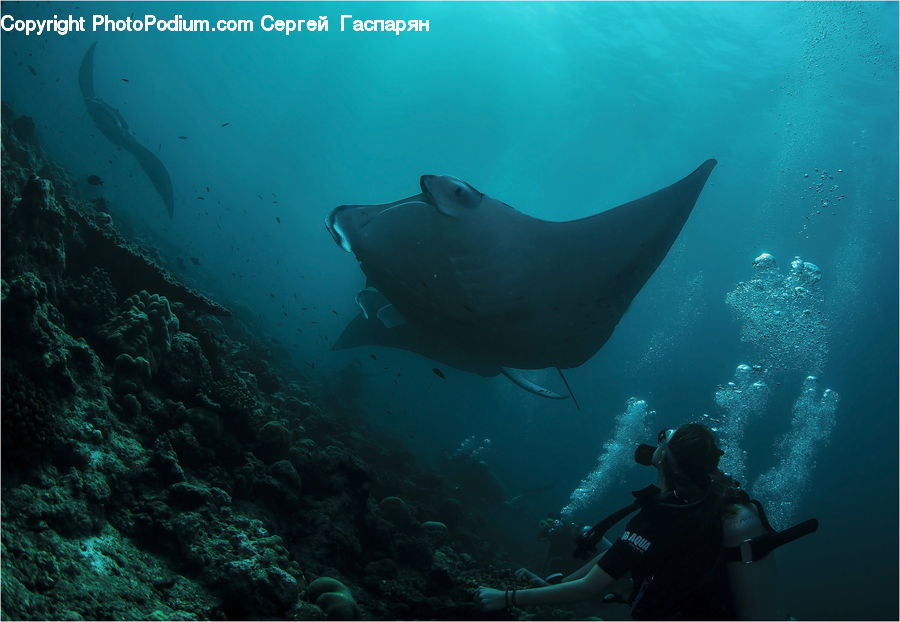 Manta Ray, Sea Life, Stingray Fish, Diver, Diving, Person, Water