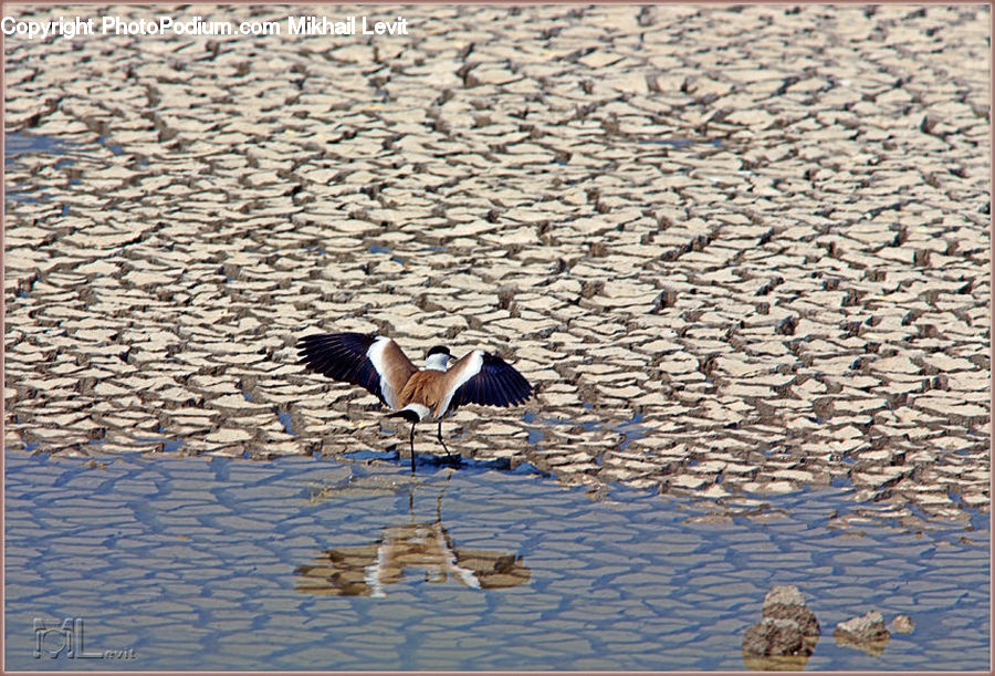 Bird, Stork, Crane Bird, Heron, Goose, Waterfowl, Ardeidae