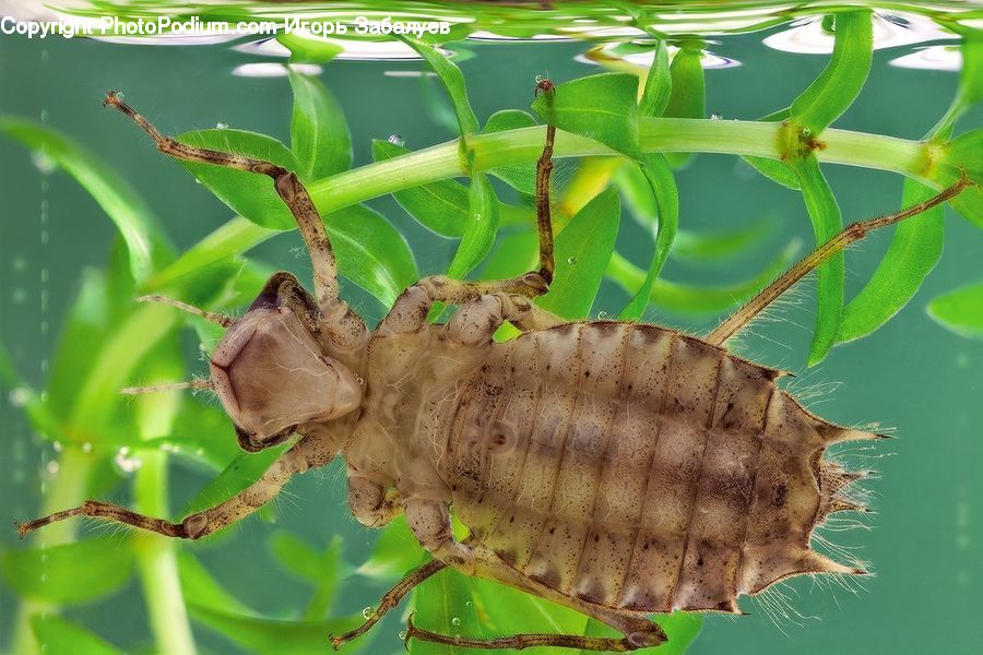 Amphibian, Frog, Tree Frog, Wildlife, Cockroach, Insect, Invertebrate