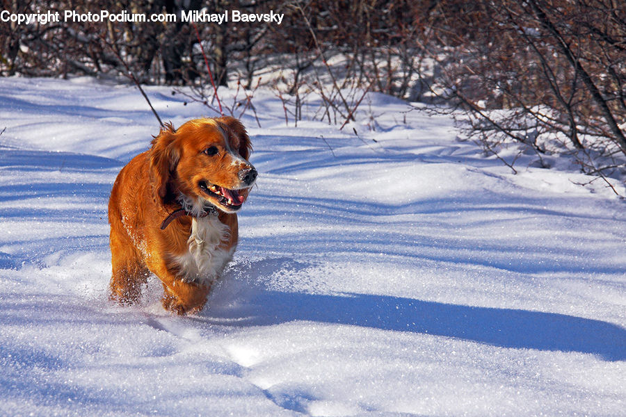 Animal, Canine, Dog, Golden Retriever, Mammal, Pet, Ice
