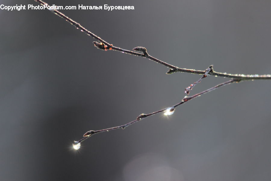 Droplet, Field, Grass, Grassland, Plant, Blossom, Flora