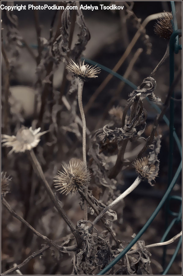 Frost, Ice, Outdoors, Snow, Plant, Potted Plant, Blossom
