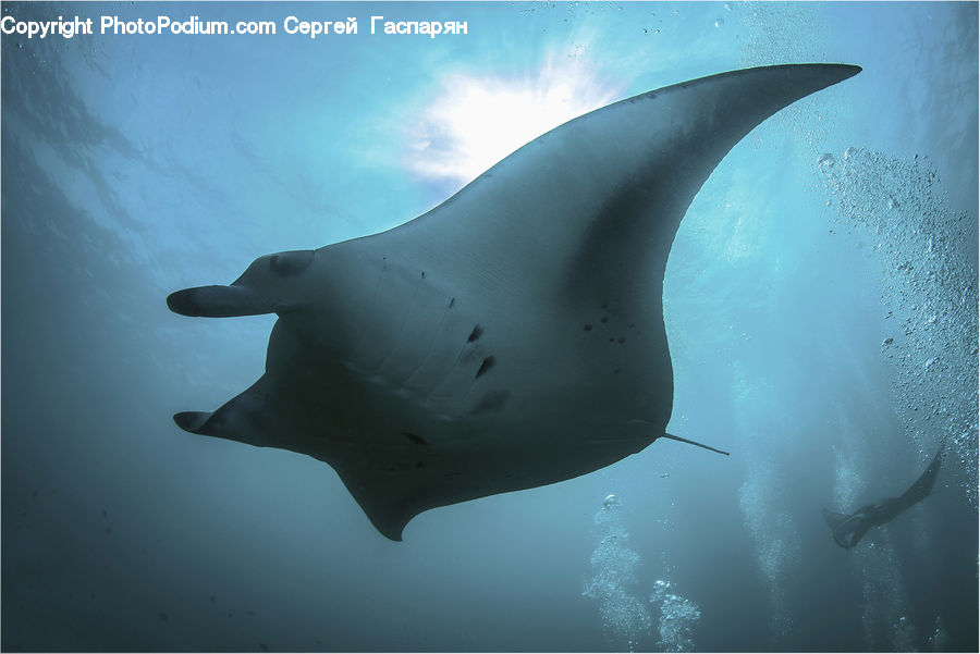 Manta Ray, Sea Life, Stingray Fish, Fish