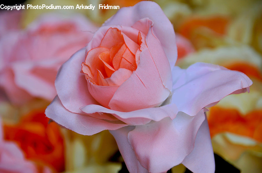 Blossom, Flower, Plant, Rose, Flora, Flower Arrangement, Flower Bouquet