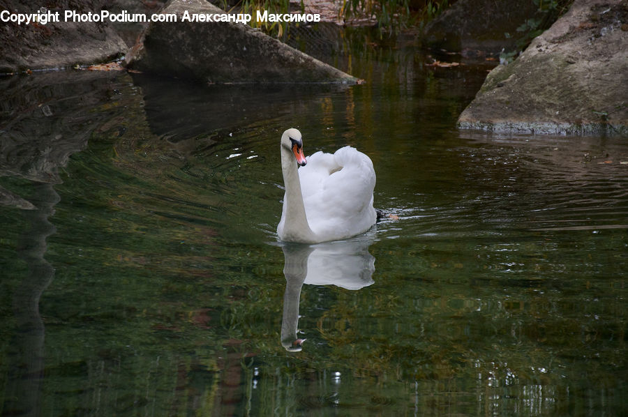 People, Person, Human, Bird, Waterfowl, Swan, Goose