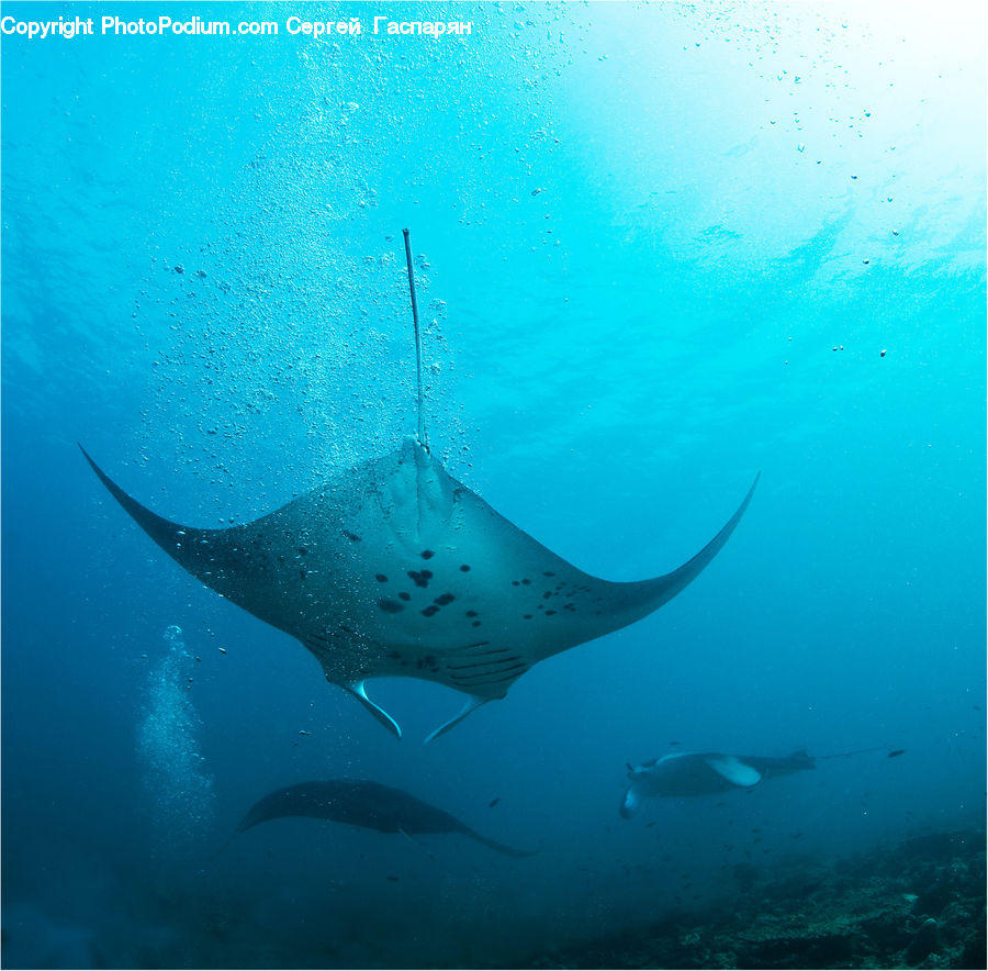 Manta Ray, Sea Life, Stingray Fish, Fish