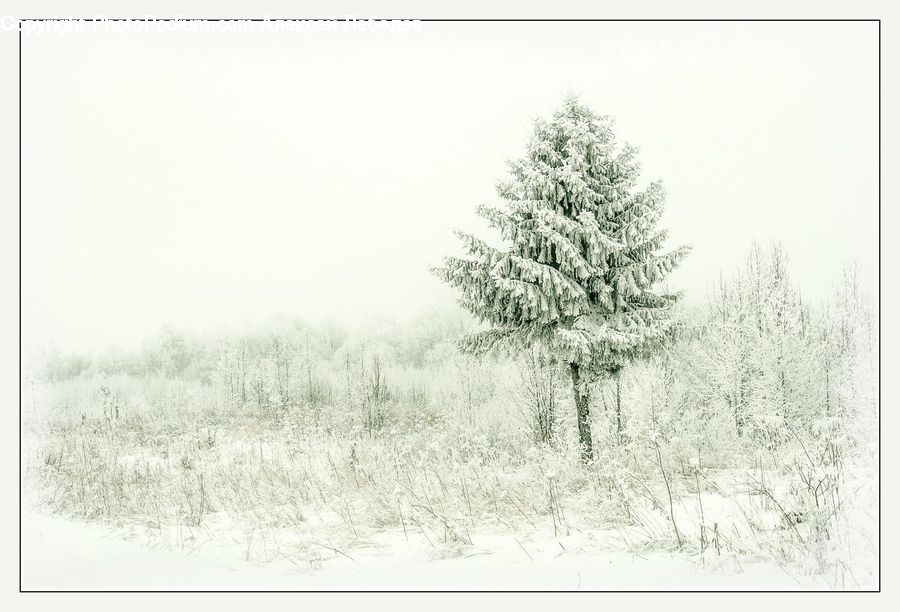 Conifer, Fir, Spruce, Wood, Plant, Tree, Drawing