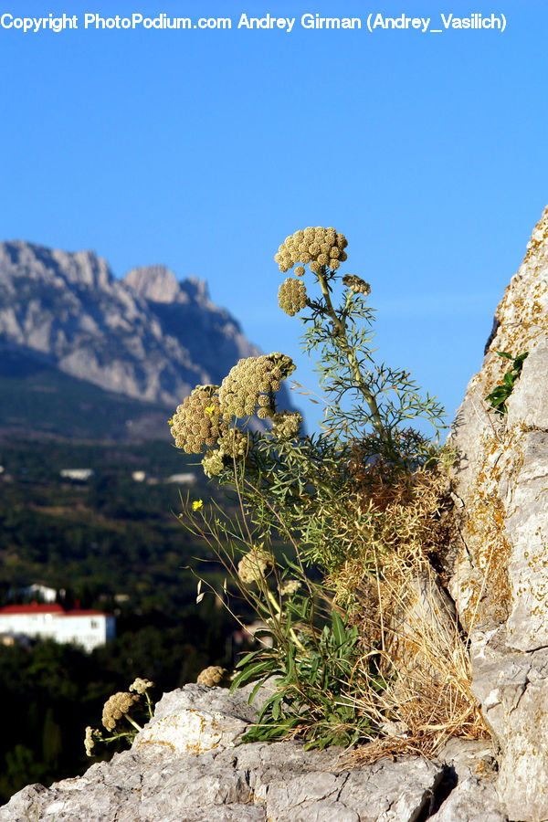 Conifer, Fir, Plant, Tree, Crest, Mountain, Outdoors