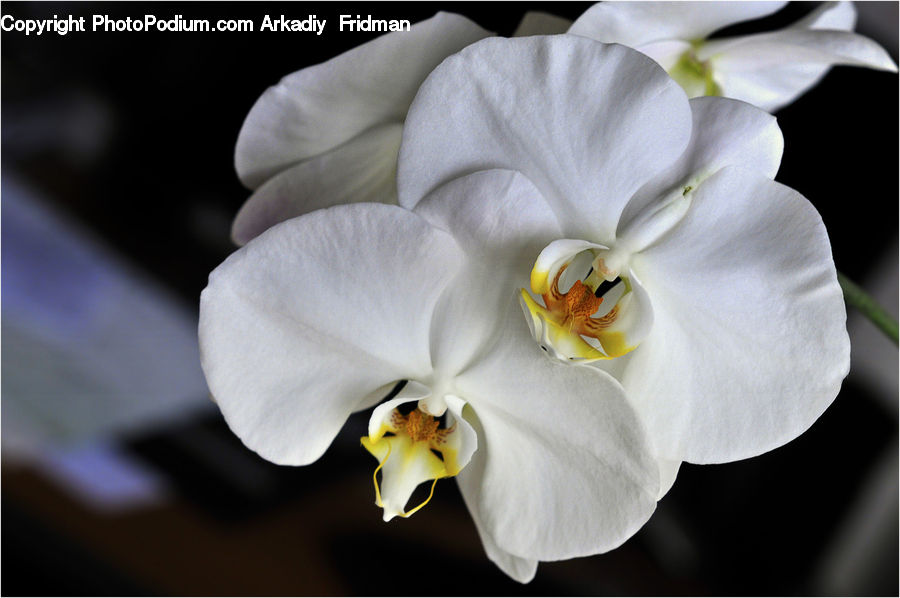 People, Person, Human, Flora, Flower, Gladiolus, Plant