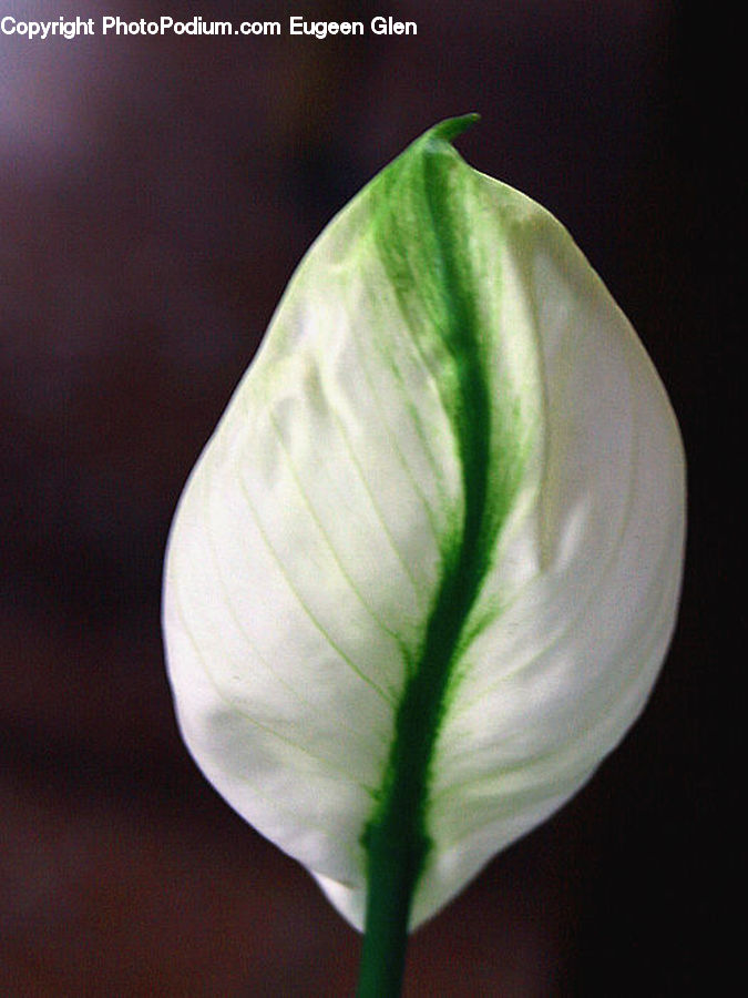 Bud, Plant, Garlic, Anthurium, Flower, Blossom, Flora