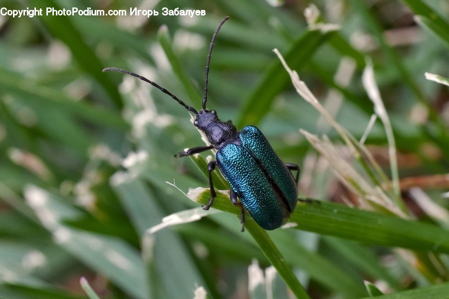 Insect, Invertebrate, Cricket Insect, Grasshopper, Apidae, Bee, Bumblebee