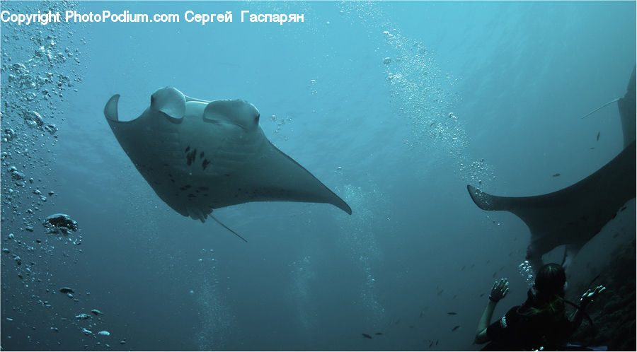Manta Ray, Sea Life, Stingray Fish, Fish