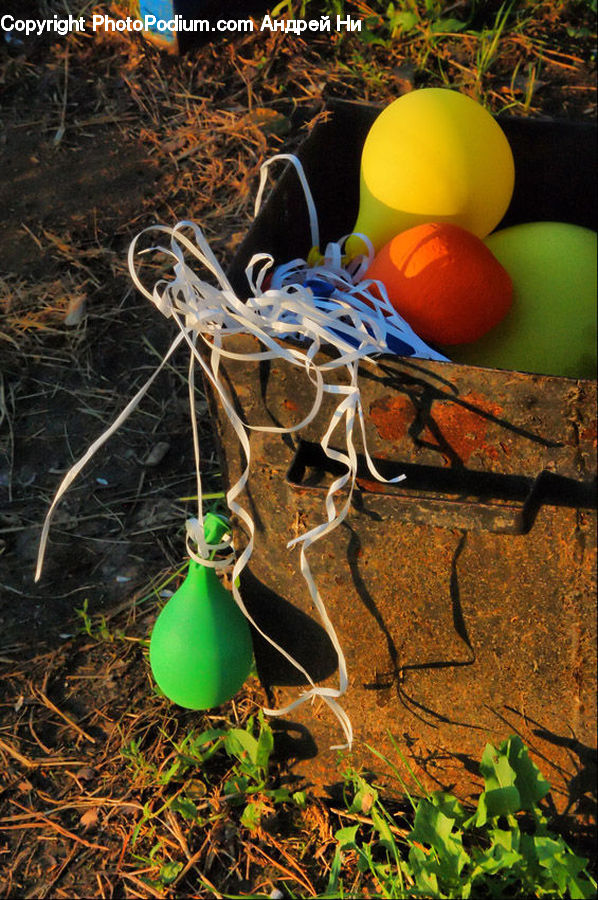 Plant, Potted Plant, Ivy, Vine, Watering Can, Bucket, Ground