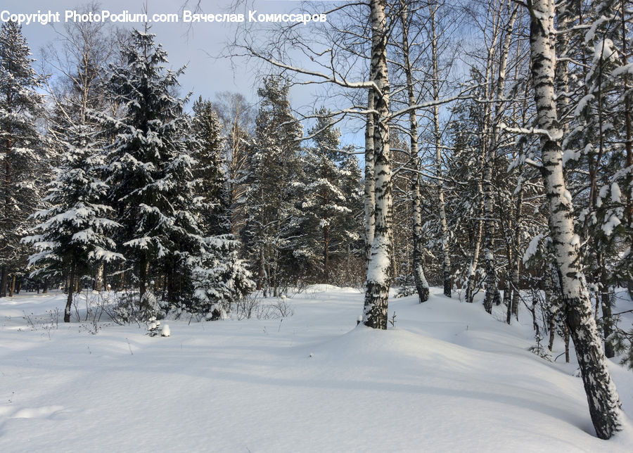 Birch, Tree, Wood, Forest, Vegetation, Conifer, Fir