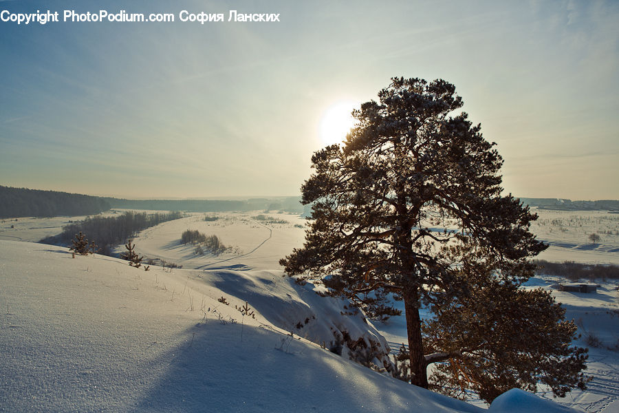 Conifer, Fir, Plant, Tree, Landscape, Nature, Scenery