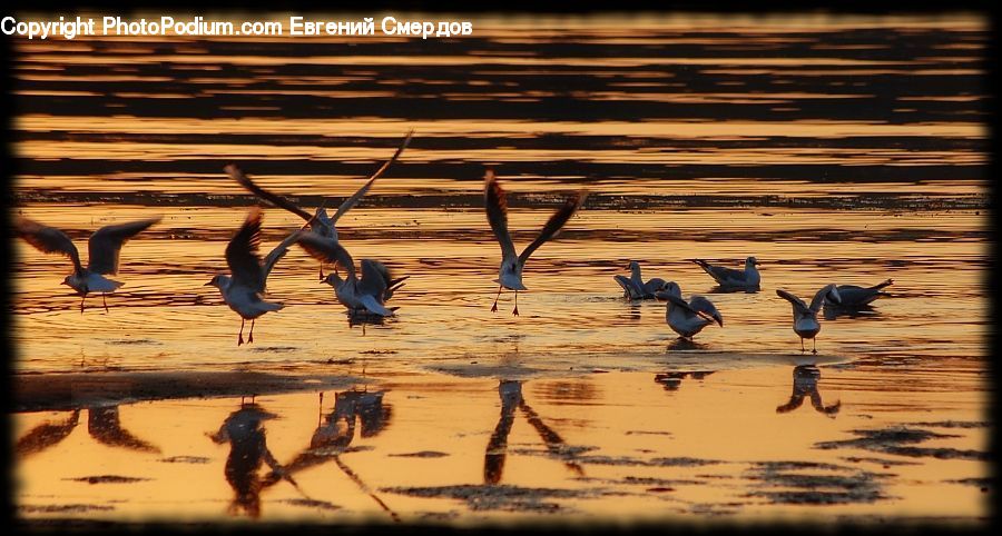 Bird, Crane Bird, Heron, Ardeidae, Stork, Waterfowl, Silhouette