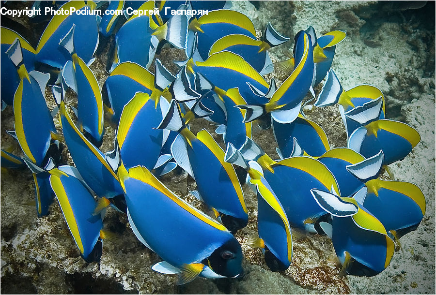 Fish, Sea Life, Surgeonfish, Coral Reef, Outdoors, Reef, Sea