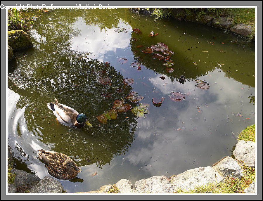 Bird, Duck, Teal, Waterfowl, Mallard, Outdoors, Pond
