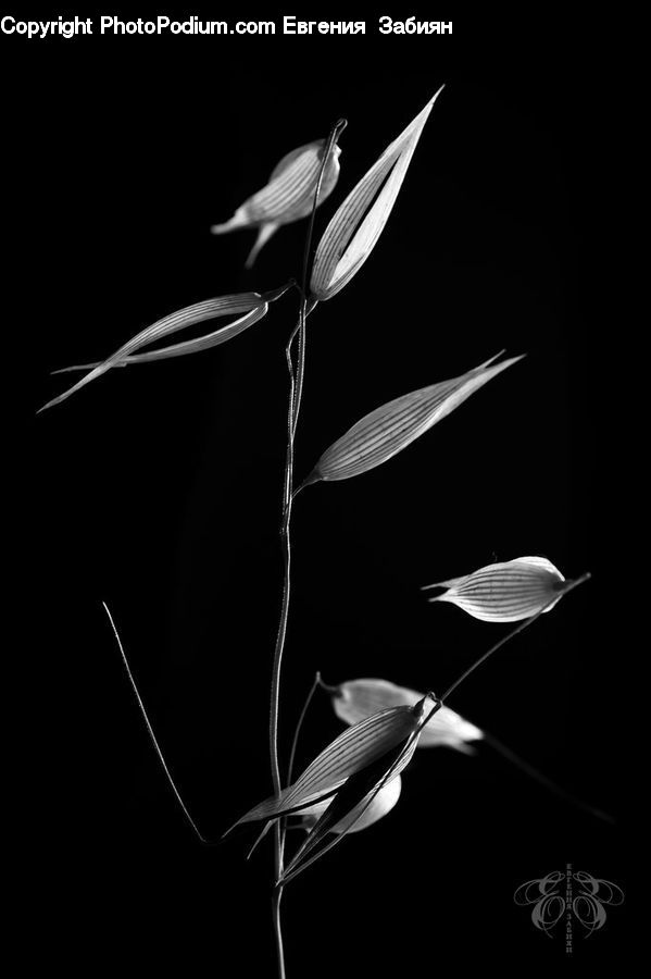 Insect, Invertebrate, Mantis, Anthurium, Flower, Plant, Acanthaceae