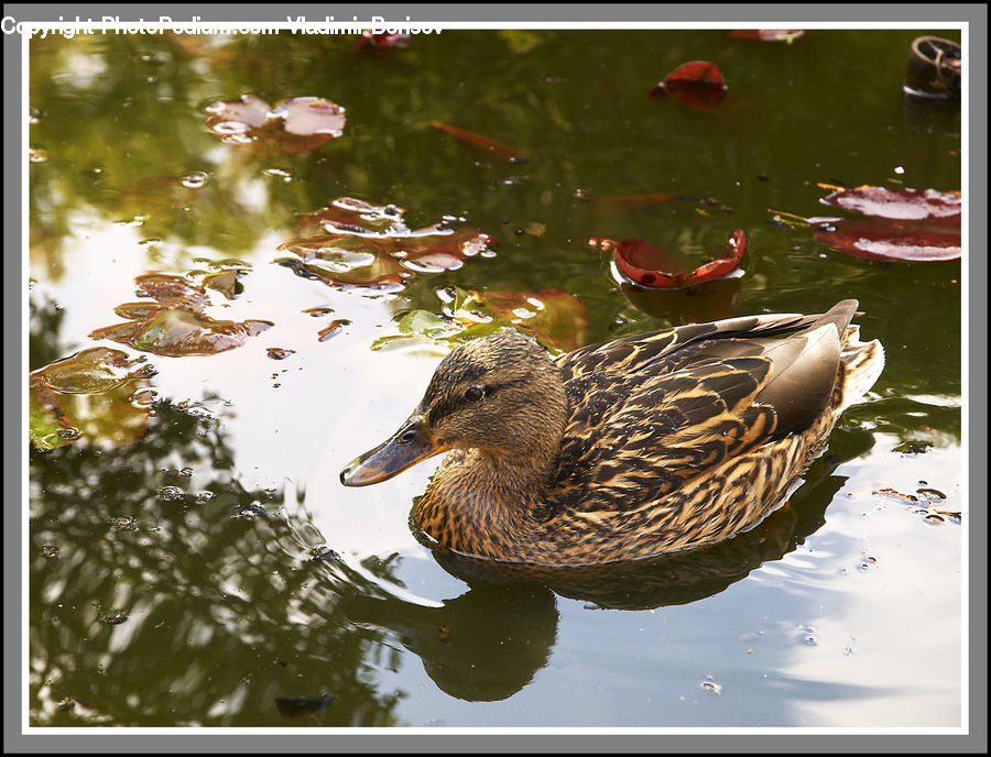 Bird, Duck, Teal, Waterfowl, Water, Mallard