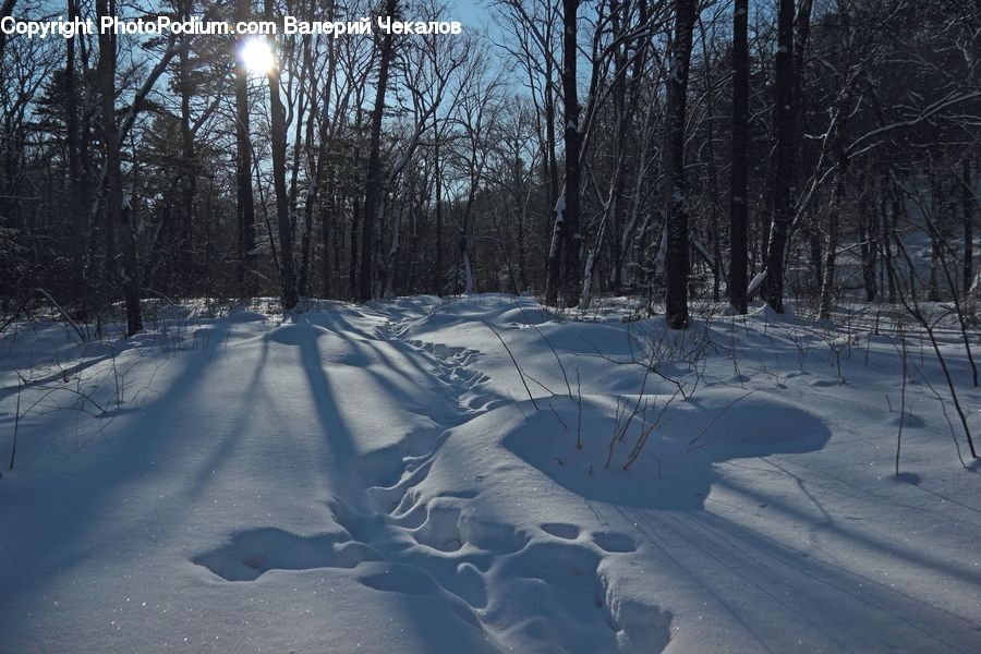 Ice, Outdoors, Snow, Plant, Tree, Forest, Vegetation