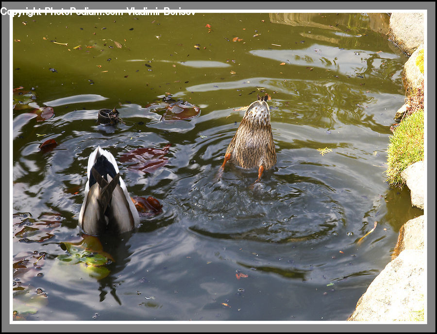 Bird, Duck, Teal, Waterfowl, Water, Blossom, Flora