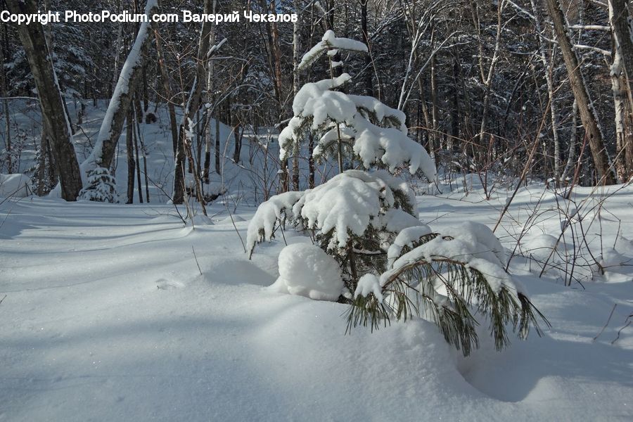 Ice, Outdoors, Snow, Snowman, Winter, Arctic, Plant