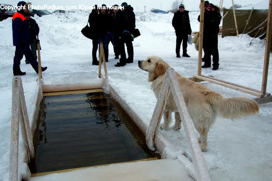 Human, People, Person, Animal, Canine, Dog, Golden Retriever