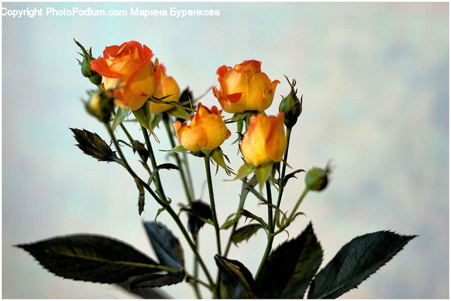 Blossom, Flower, Plant, Rose, Flower Arrangement, Flower Bouquet, Floral Design