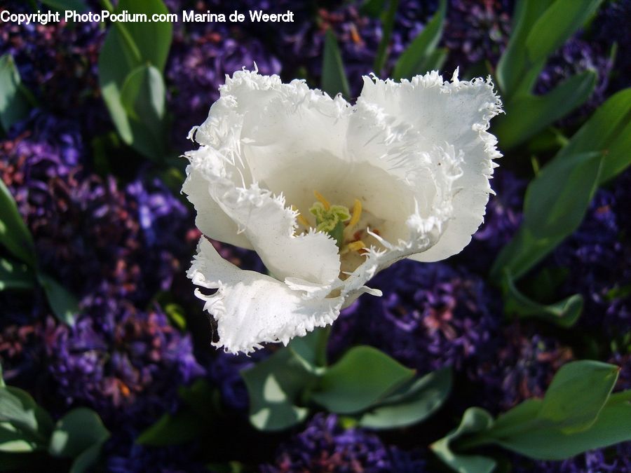 Flower, Flower Arrangement, Flower Bouquet, Blossom, Carnation, Plant, Flora