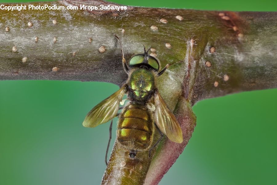 Bee, Hornet, Insect, Invertebrate, Wasp, Apidae, Bumblebee