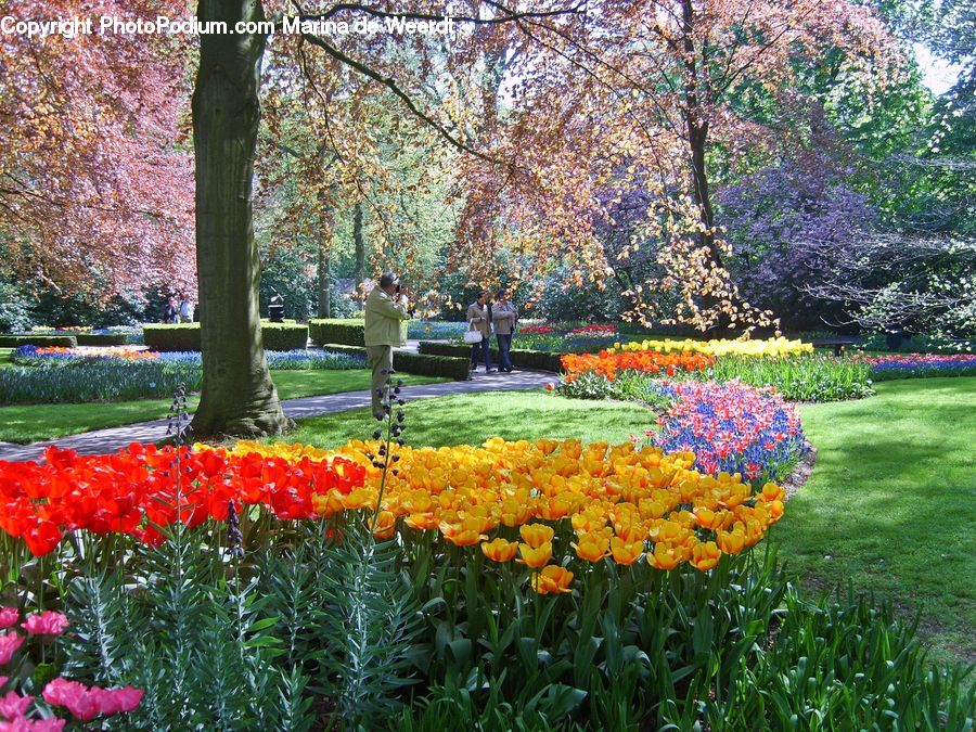 Blossom, Flora, Flower, Plant, Tulip, Foxglove, Park