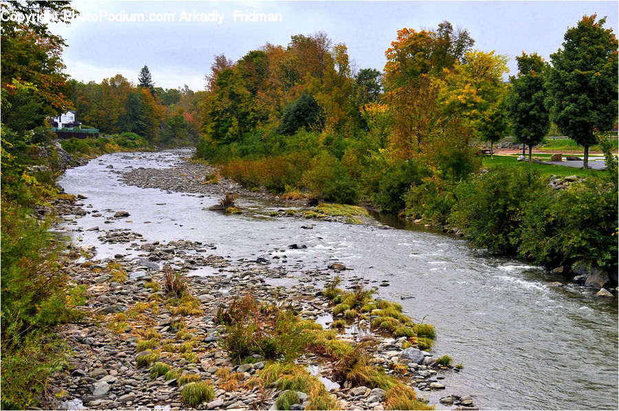 Creek, Outdoors, River, Water, Stream, Forest, Jungle